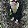 animal, black_and_white, canine, closeup, cute, daylight, dog, fur, green_leaves, happy, nature, outdoor, pet, playful, sitting, smiling, tongue_out, tree, tree_bark, wood