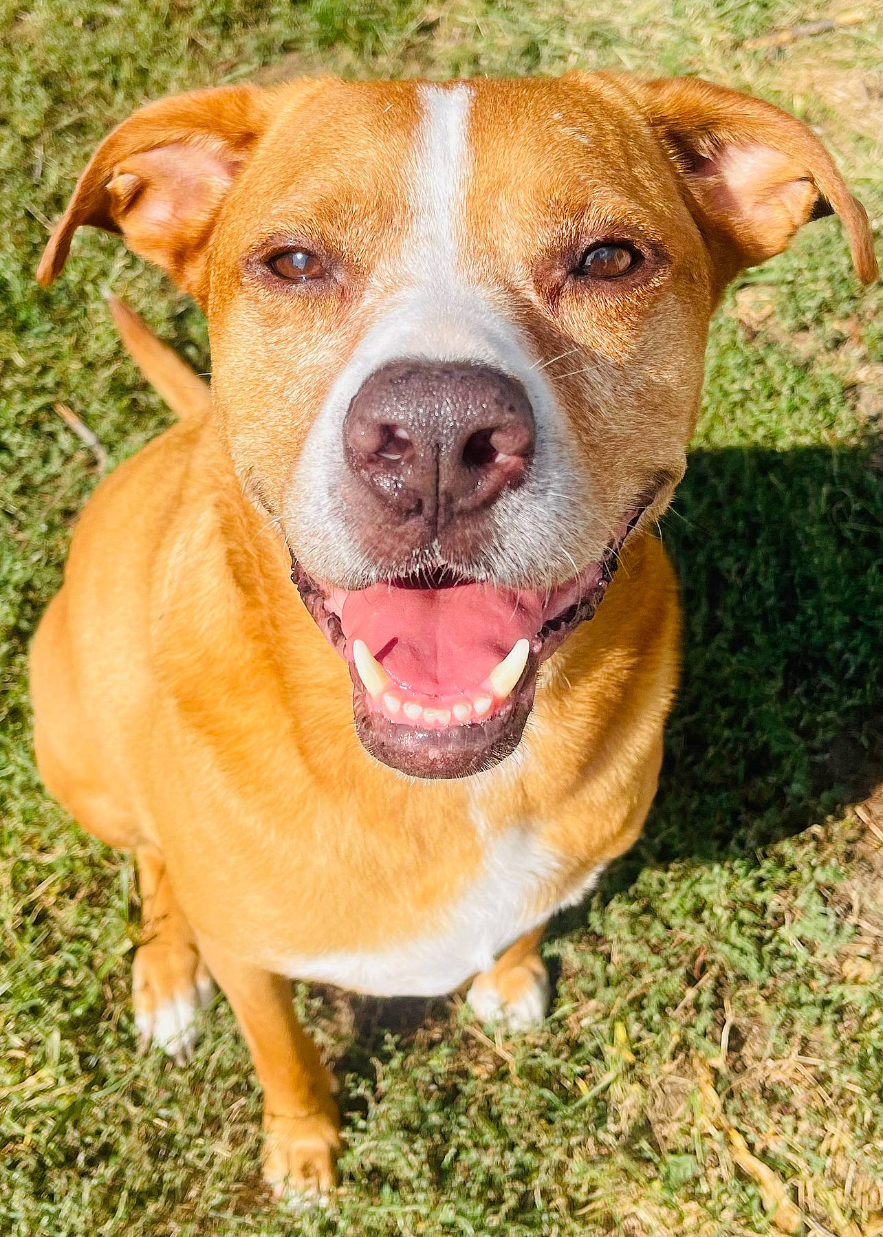 Rover joined the competition — help win amazing prizes! carnivore, collar, companion_dog, dog, dog_breed, fawn, grass, liquid, liver, pet_supply, snout, sporting_group, terrestrial_animal, whiskers, working_animal, wrinkle