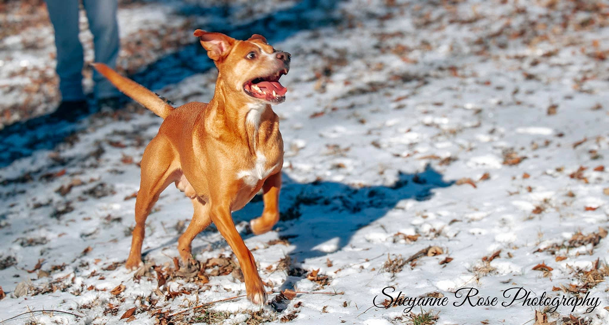 Rover joined the competition — help win amazing prizes! ancient_dog_breeds, canidae, carnivore, collar, companion_dog, dog, dog_breed, dog_collar, dog_supply, fawn, hunting_dog, liver, non_sporting_group, sporting_group, terrestrial_animal, toy, working_animal, working_dog