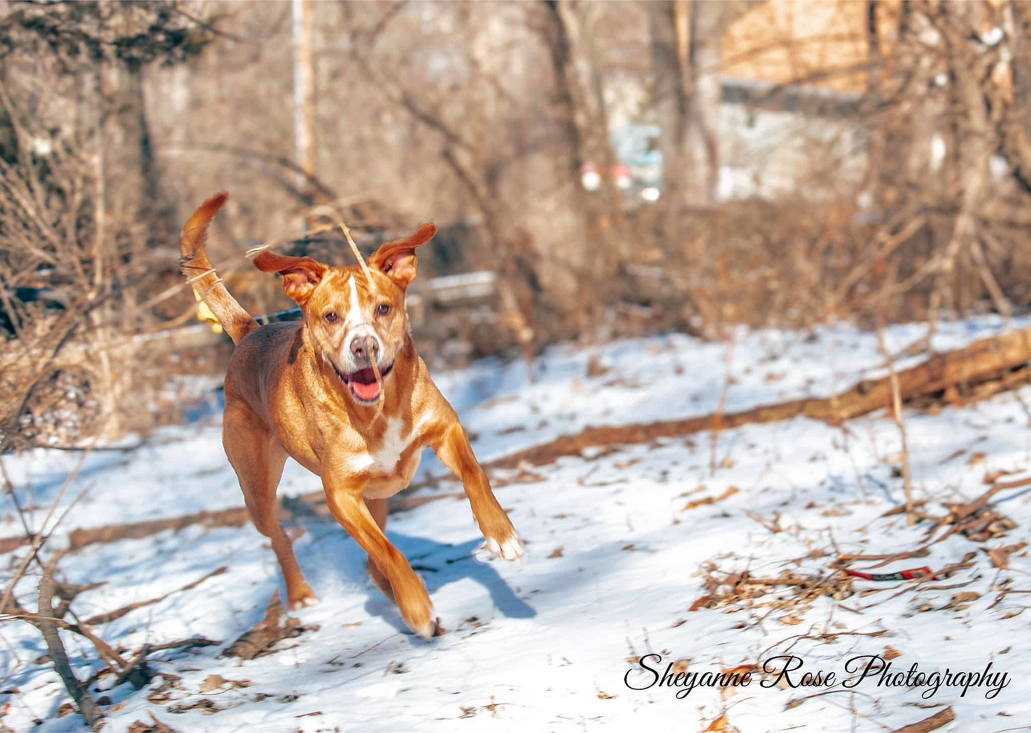 Rover joined the competition — help win amazing prizes! canidae, carnivore, dog, dog_breed, fawn, forest, freezing, hunting_dog, plant, recreation, snow, sporting_group, tail, terrestrial_animal, tree, twig, winter, wood, woodland, working_dog