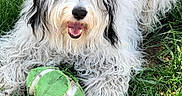 Foster is registered to the contest to win money with this photo: animal, black_patches, canine, chewed_toy, closeup, daylight, dog, fluffy, football, fur, grass, happy, mouth_open, nature, outdoor, paw, pet, playful, toy, white_dog
