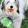 animal, black_patches, canine, chewed_toy, closeup, daylight, dog, fluffy, football, fur, grass, happy, mouth_open, nature, outdoor, paw, pet, playful, toy, white_dog