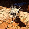 Foster joined the competition — help win amazing prizes! animal, daylight, dog, energetic, fur, motion, nature, outdoor, pet, playful, shadow, shaking, stone_patio, summer, sunlight, texture, vibrant, water_droplets, wet, wet_fur