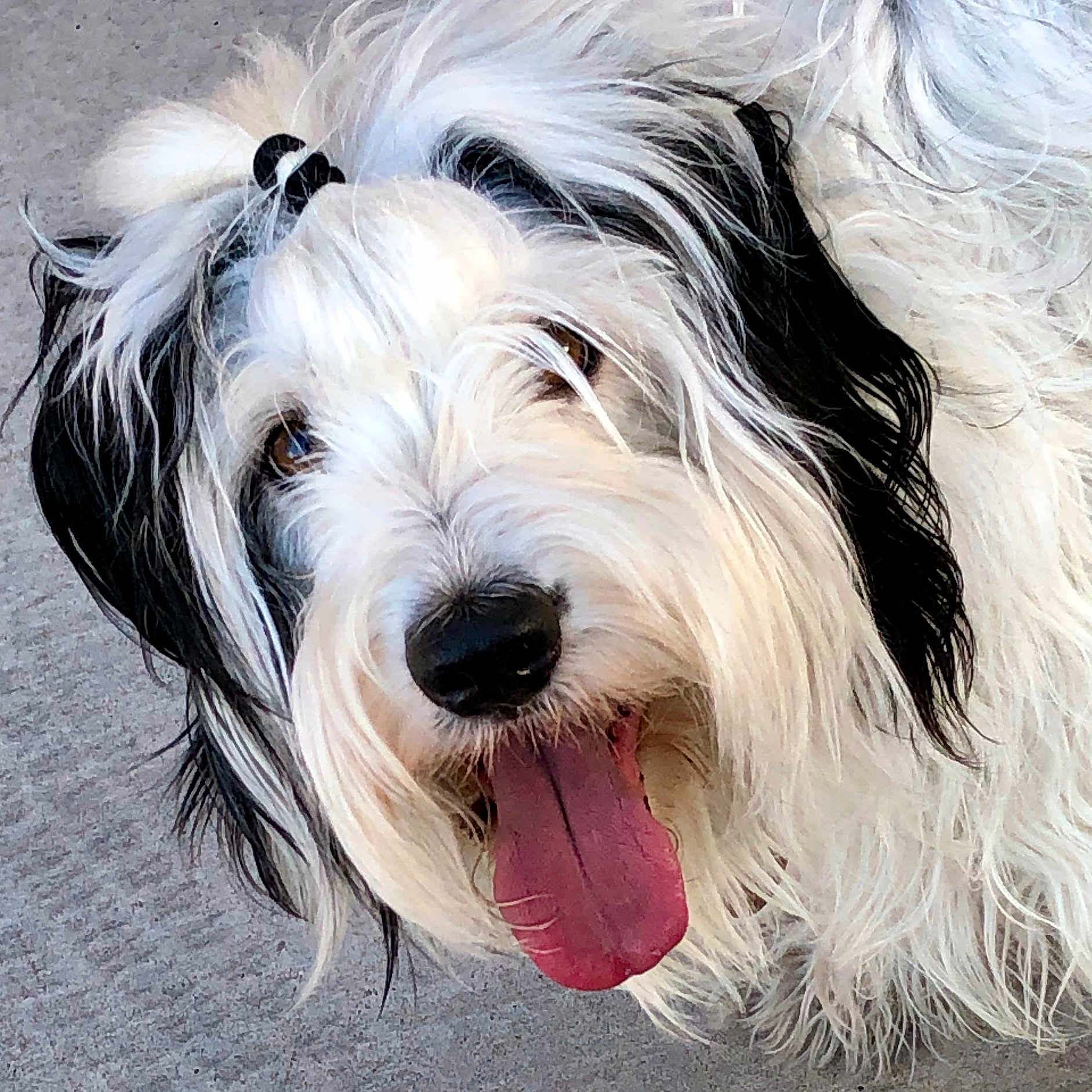 Foster joined the competition — help win amazing prizes! dog, tongue, fur, white, black, pet, animal, closeup, hair_tie, happy, playful, outdoor, canine, face, brown_eyes, tongue_out, fluffy, muzzle, nose, companion