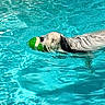 Foster joined the competition — help win amazing prizes! active, animal, ball, blue, canine, dog, fetch, fun, leisure, outdoor, pet, play, pool, recreation, ripples, summer, swimming, toy, water, wet