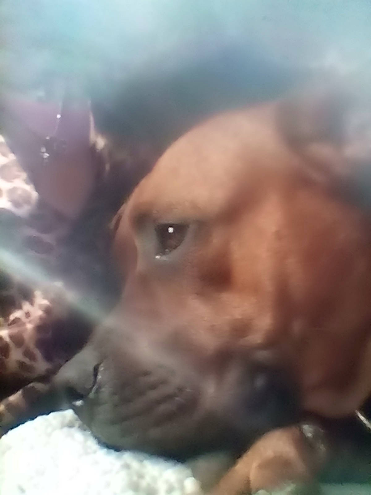 Dusty joined the competition — help win amazing prizes! canidae, carnivore, companion_dog, dog, dog_breed, ear, eye, fawn, fur, head, jaw, non_sporting_group, photo_caption, snout, sporting_group, whiskers, wildlife, working_animal