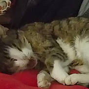 Marley participe au concours pour gagner de l'argent avec cette photo : cat, sleeping, feline, pet, fur, cozy, indoor, resting, cushion, red, tabby, white_paws, closeup, relaxed, animal, home, cute, whiskers, soft, nap