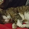 cat, sleeping, feline, pet, fur, cozy, indoor, resting, cushion, red, tabby, white_paws, closeup, relaxed, animal, home, cute, whiskers, soft, nap