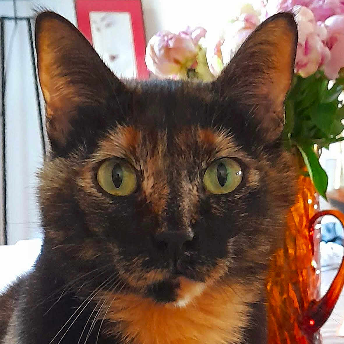 Pearl a rejoint le concours — aidez-le/la à gagner de superbes lots ! cat, tortoiseshell, green_eyes, close_up, indoor, flower_vase, pink_flowers, orange_vase, framed_picture, feline, pet, whiskers, fur, domestic, animal, portrait, curious, sitting, closeup, houseplant