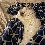 Vaia participe au concours pour gagner de l'argent avec cette photo : cat, white_cat, fluffy, furry, pet, animal, lying_down, relaxing, grooming, raised_paw, bed, blanket, bedding, geometric_pattern, blue, white, cozy, indoors, cute, portrait
