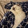 cat, white_cat, fluffy, furry, pet, animal, lying_down, relaxing, grooming, raised_paw, bed, blanket, bedding, geometric_pattern, blue, white, cozy, indoors, cute, portrait