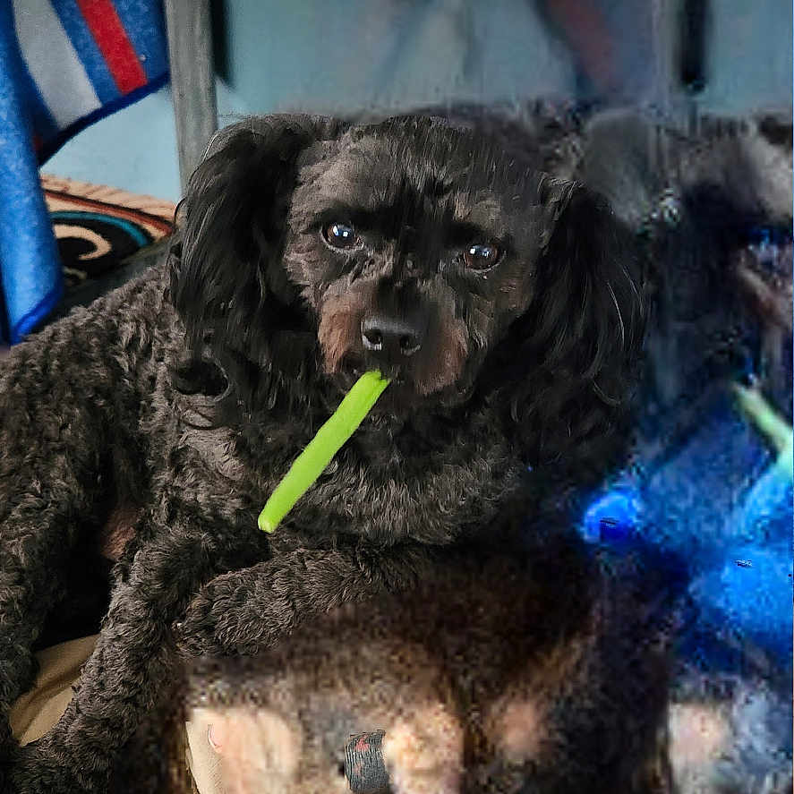 Boomer is registered to the contest to win money with this photo: animal, bodypart, canine, cockerspaniel, couch, cream, dessert, dog, food, furniture, icing, labradorretriever, mouth, newfoundland, person, pet, pointer, poodle, puppy, terrier