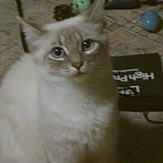 Rem joined the competition — help win amazing prizes! blue_eyes, brown_tone, carpet, cat, close_up, feline, floor, fluffy, furniture, grainy, household, indoor, looking_at_camera, mishmash_background, paper_bag, pet, portrait, sitting, toy_ball, whiskers