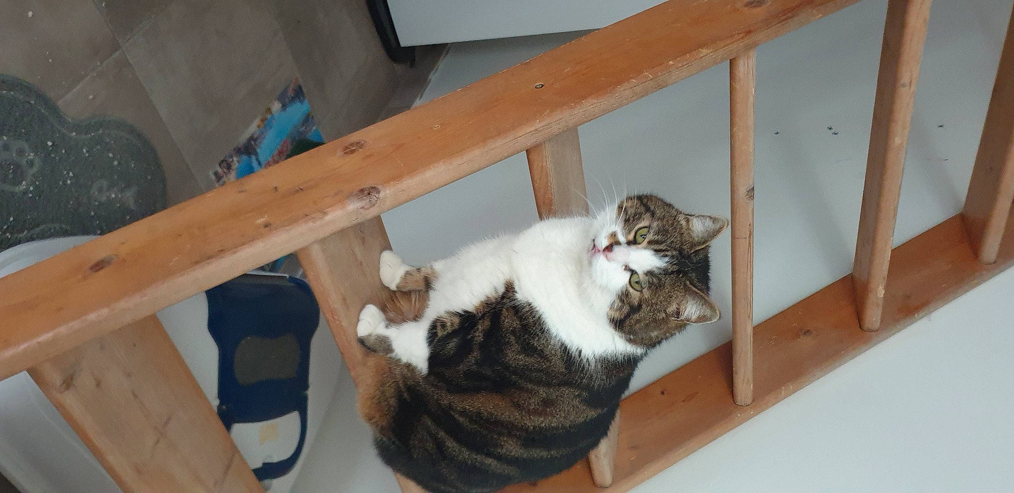 Louloute participe au concours pour gagner de l'argent avec cette photo : carnivore, cat, cat_supply, comfort, domestic_short_haired_cat, felidae, fur, hardwood, paw, room, small_to_medium_sized_cats, tail, whiskers, window, wood