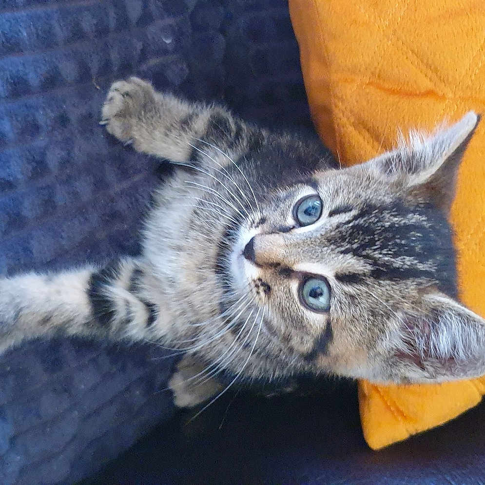 Nini