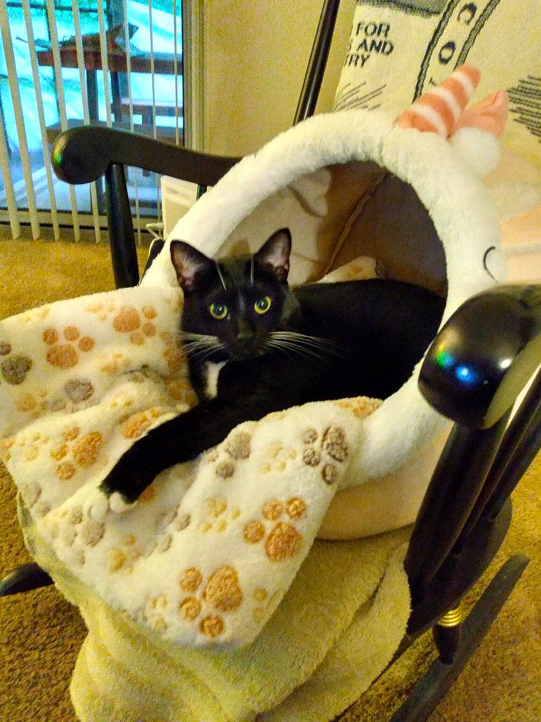 Jae joined the competition — help win amazing prizes! carnivore, cat, cat_bed, cat_supply, chair, comfort, domestic_short_haired_cat, felidae, fur, hardwood, linens, pattern, pet_supply, picture_frame, room, small_to_medium_sized_cats, tail, tire, whiskers, wood