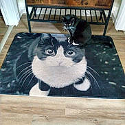 Jae joined the competition — help win amazing prizes! animal, black_and_white_cat, cat, cat_rug, curious, cute, decor, domestic_cat, floor_mat, furniture, home_interior, illusion, indoor, pet, playful, rug, sitting_cat, whiskers, wood_floor, wooden_shelf