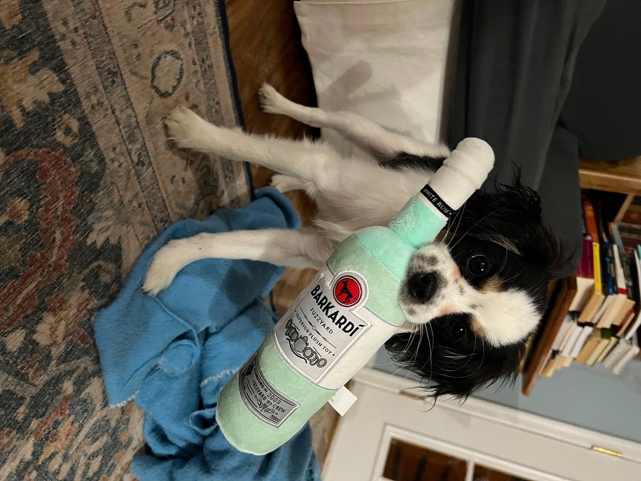 Nico is registered to the contest to win money with this photo: bookcase, canidae, carmine, carnivore, companion_dog, dog, dog_breed, fawn, felidae, foot, fur, plush, shelf, snout, sporting_group, stuffed_toy, tail, toy, whiskers, wool