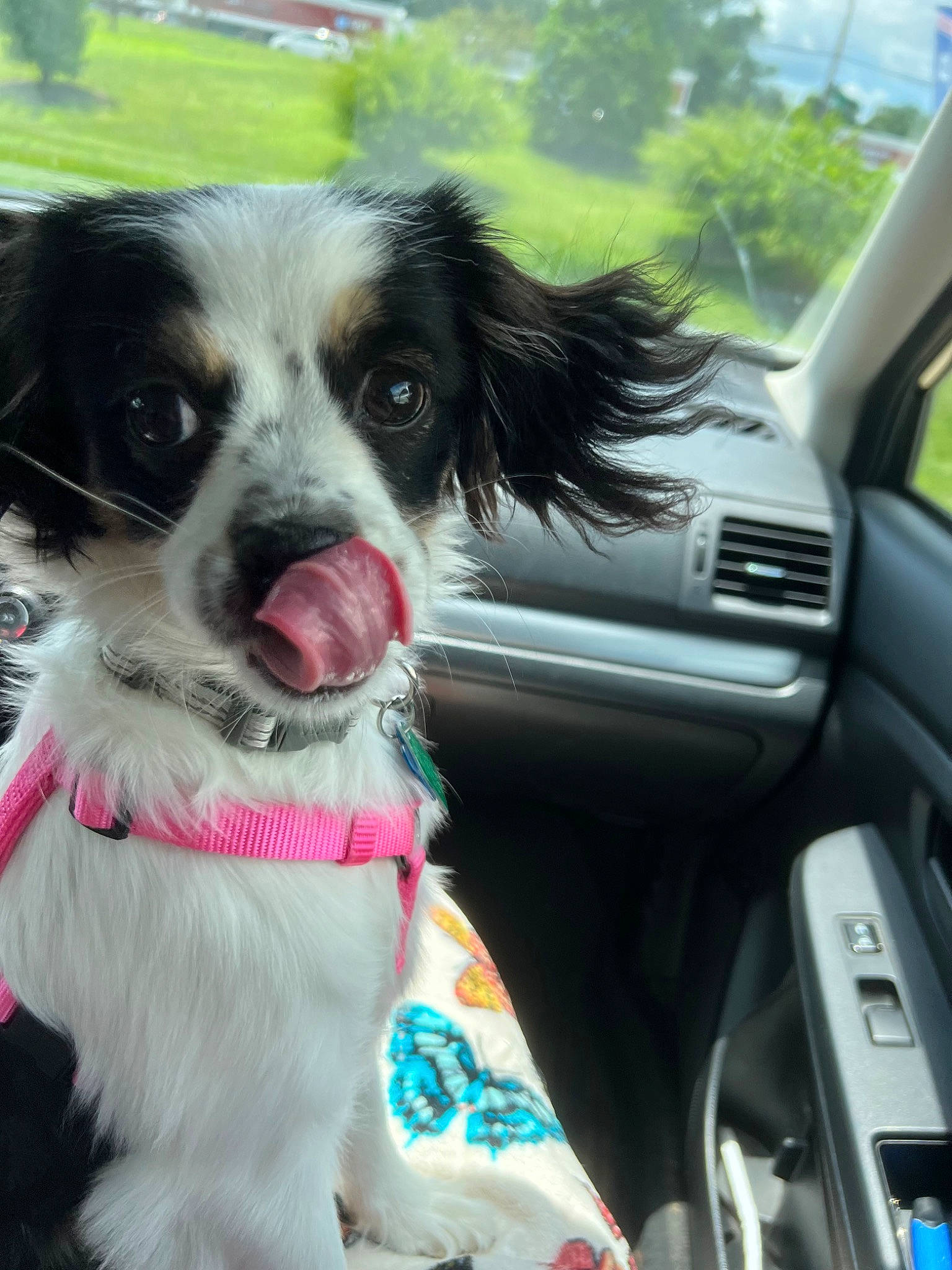 Nico is registered to the contest to win money with this photo: auto_part, automotive_mirror, car, carnivore, collar, companion_dog, dog, dog_breed, dog_collar, family_car, fur, motor_vehicle, personal_luxury_car, plant, snout, sporting_group, steering_wheel, vehicle, vehicle_door, whiskers