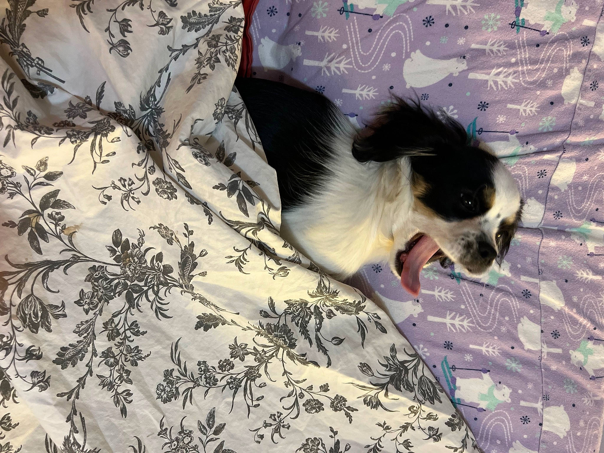 Nico joined the competition — help win amazing prizes! canidae, carnivore, companion_dog, dog, dog_breed, fawn, felidae, fur, grass, linens, pattern, small_to_medium_sized_cats, snout, sporting_group, sunglasses, tail, toy_dog, tree, whiskers, wing