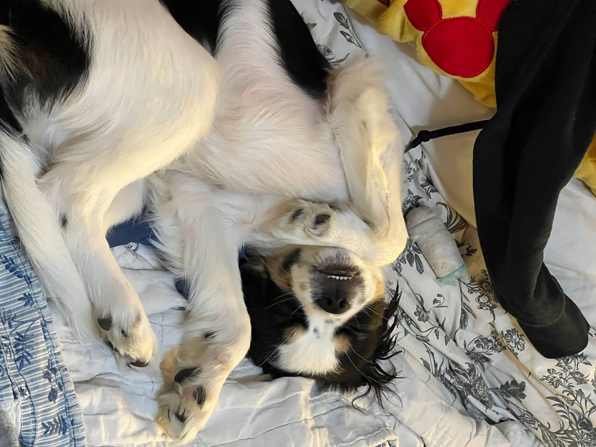 Nico is registered to the contest to win money with this photo: canidae, carmine, carnivore, comfort, companion_dog, dog, dog_breed, dog_supply, fawn, fur, nap, paw, puppy, sleep, snout, sporting_group, terrestrial_animal, toy_dog, whiskers, working_animal