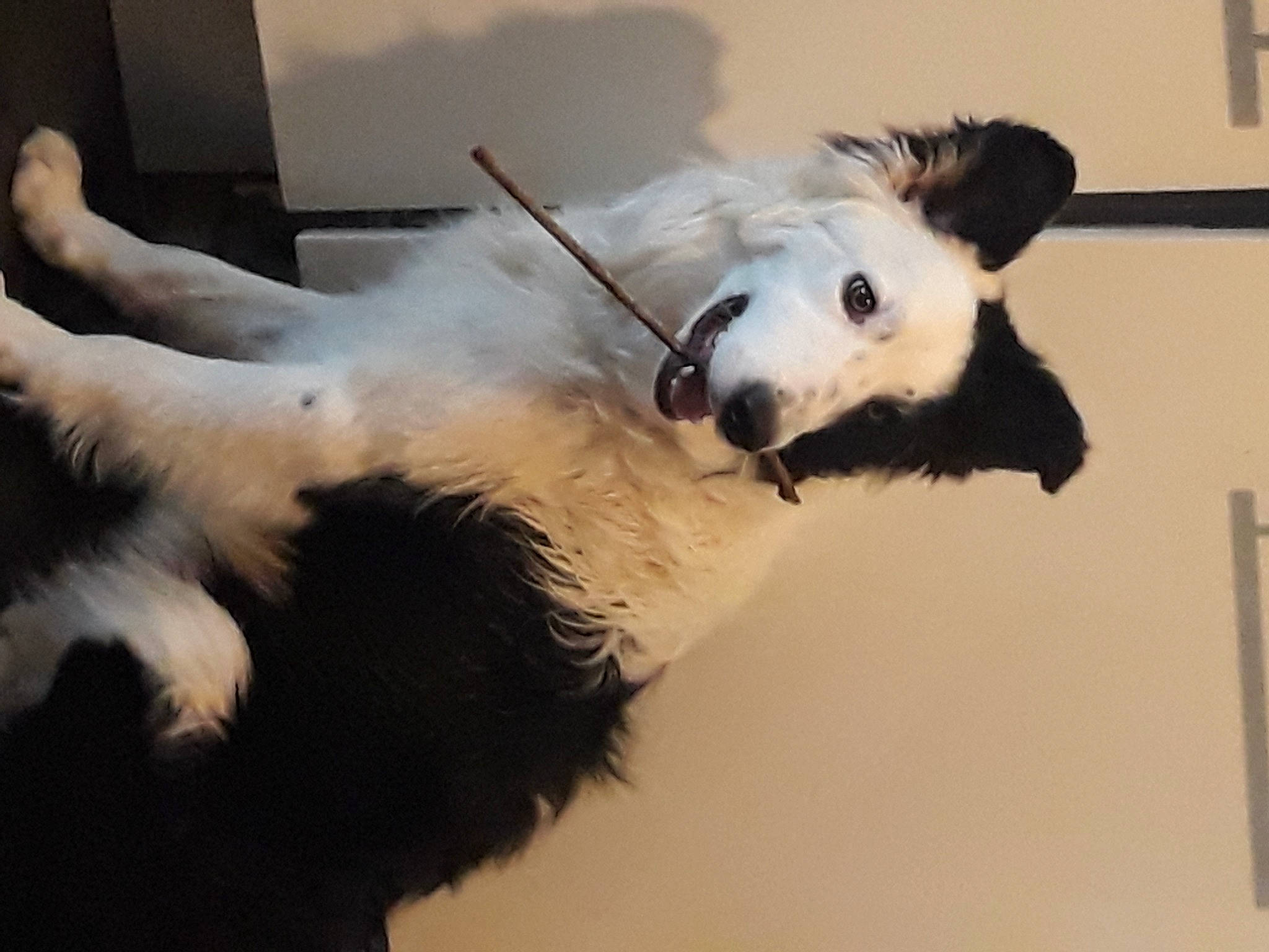 Simba a rejoint le concours — aidez-le/la à gagner de superbes lots ! canidae, carnivore, claw, collar, companion_dog, dog, dog_breed, ear, eyelash, fawn, feather, fur, jaw, small_to_medium_sized_cats, snout, sporting_group, tail, whiskers, wing, working_animal