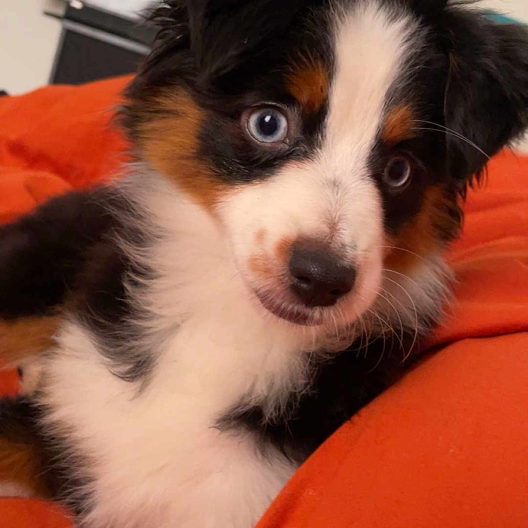 Missy is registered to the contest to win money with this photo: animal, ball, bodypart, canine, cockerspaniel, couch, dog, face, furniture, head, indoors, papillon, person, pet, photography, portrait, puppy, sport, tennis, tennisball