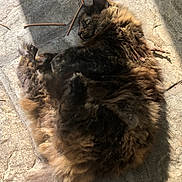 Gizmo joined the competition — help win amazing prizes! cat, tortoiseshell, fluffy, fur, laying_down, stone_floor, sunlight, shadow, outdoor, relaxed, animal, pet, whiskers, tail, paw, nature, daylight, sleepy, cozy, resting