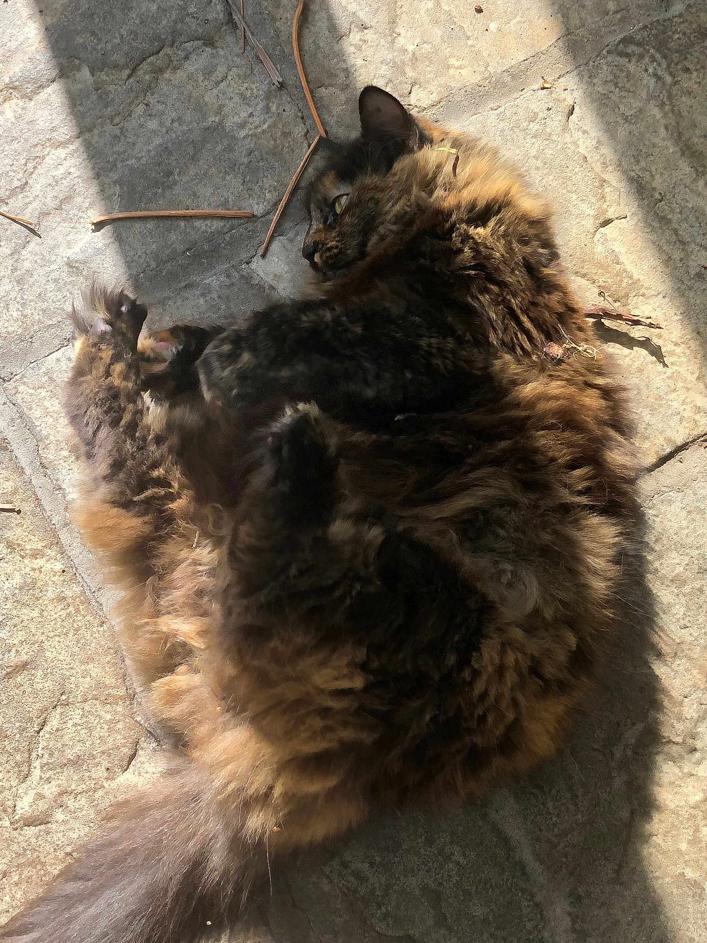 Gizmo