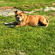 Narco participe au concours pour gagner de l'argent avec cette photo : animal, backyard, brown_dog, canine, daytime, dog, domestic_animal, fur, garden, grass, lawn, mammal, nature, outdoor, pet, quiet, relaxing, resting, summer, sunlight