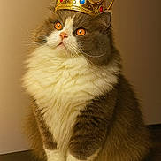 Verlaine a rejoint le concours — aidez-le/la à gagner de superbes lots ! cat, fluffy, crown, orange_eyes, sitting, indoor, pet, feline, portrait, cute, furry, domestic_animal, animal, whiskers, soft_fur, brown_and_white, table, close_up, majestic, calm