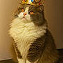 cat, fluffy, crown, orange_eyes, sitting, indoor, pet, feline, portrait, cute, furry, domestic_animal, animal, whiskers, soft_fur, brown_and_white, table, close_up, majestic, calm