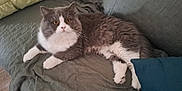 Verlaine a rejoint le concours — aidez-le/la à gagner de superbes lots ! cat, gray_cat, white_cat, pet, feline, animal, indoor, couch, furniture, blanket, cushion, relaxing, fur, whiskers, paws, looking, orange_eyes, resting, cozy, home