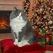 Verlaine participe au concours pour gagner de l'argent avec cette photo : animal, cat, celebration, christmas_lights, christmas_ornaments, christmas_tree, cozy, festive, fireplace, fluffy_cat, grey_cat, holiday_decor, indoor, pet, red_cushion, snowflakes, warm_lighting, white_cat, wooden_table, wrapped_gifts