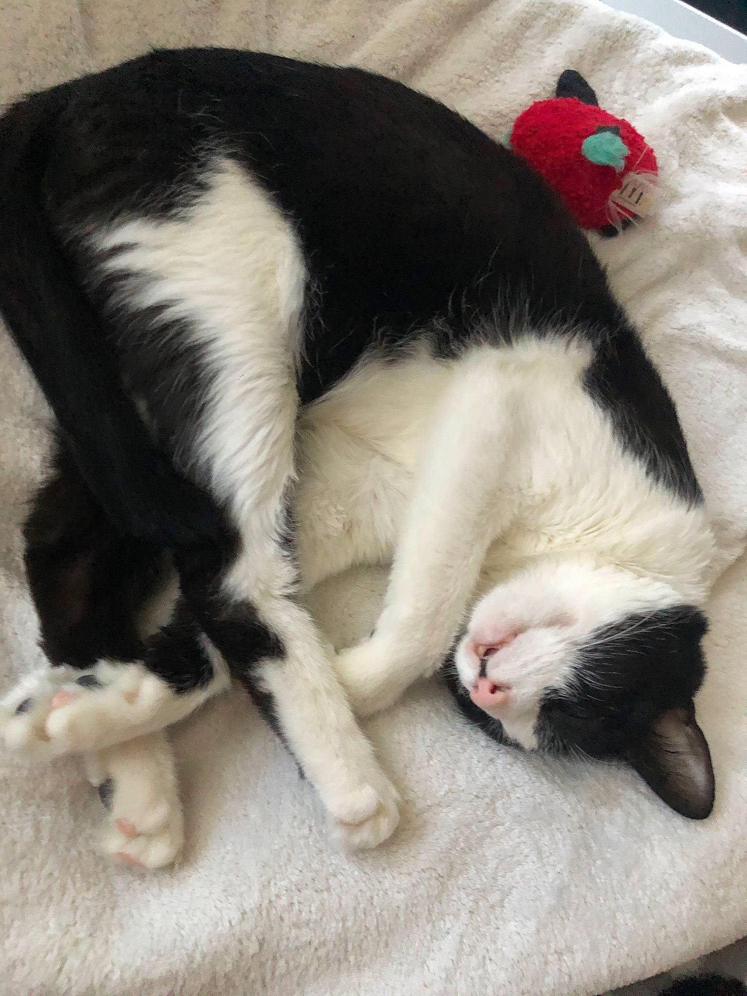 Vogue a rejoint le concours — aidez-le/la à gagner de superbes lots ! carnivore, cat, claw, domestic_short_haired_cat, felidae, fur, kitten, mammal, nap, paw, polydactyl_cat, sleep, small_to_medium_sized_cats, snout, tail, whiskers