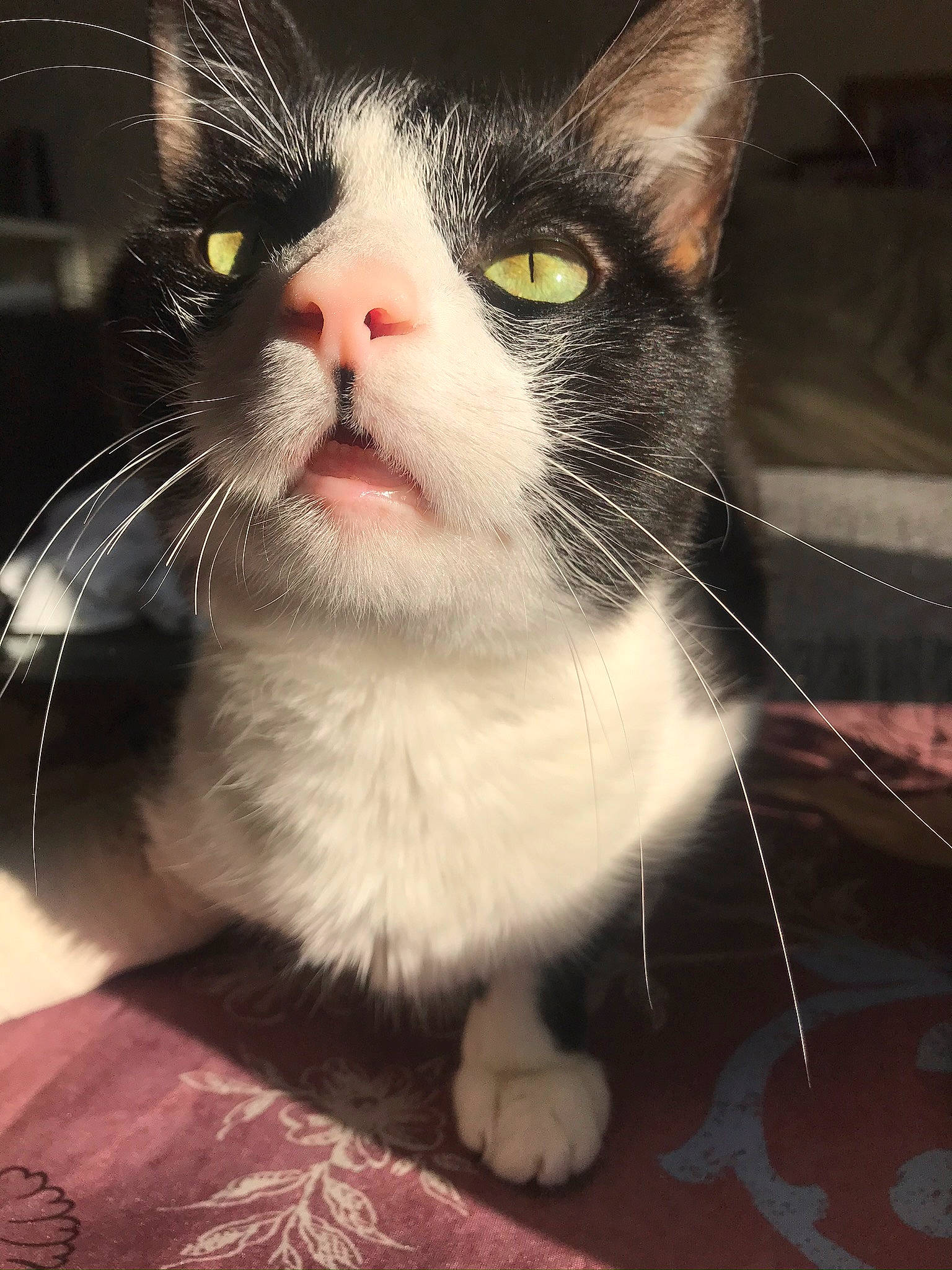 Vogue participe au concours pour gagner de l'argent avec cette photo : aegean_cat, american_wirehair, carnivore, cat, close_up, domestic_short_haired_cat, european_shorthair, eye, facial_expression, felidae, fur, kitten, nose, organ, paw, polydactyl_cat, sky, small_to_medium_sized_cats, snout, whiskers