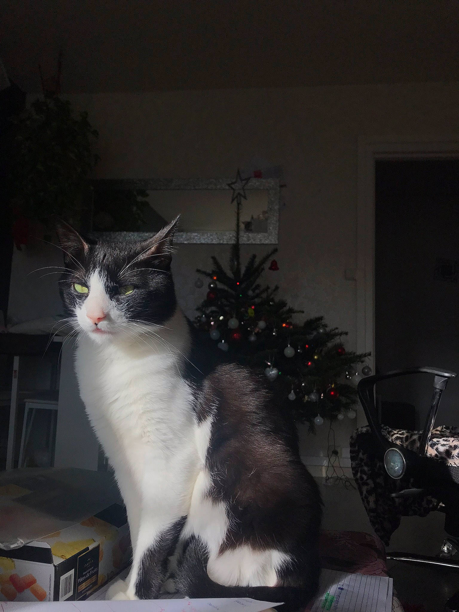 Vogue participe au concours pour gagner de l'argent avec cette photo : aegean_cat, american_wirehair, carnivore, cat, christmas, domestic_short_haired_cat, european_shorthair, felidae, fur, holiday, norwegian_forest_cat, polydactyl_cat, small_to_medium_sized_cats, tail, tree, whiskers