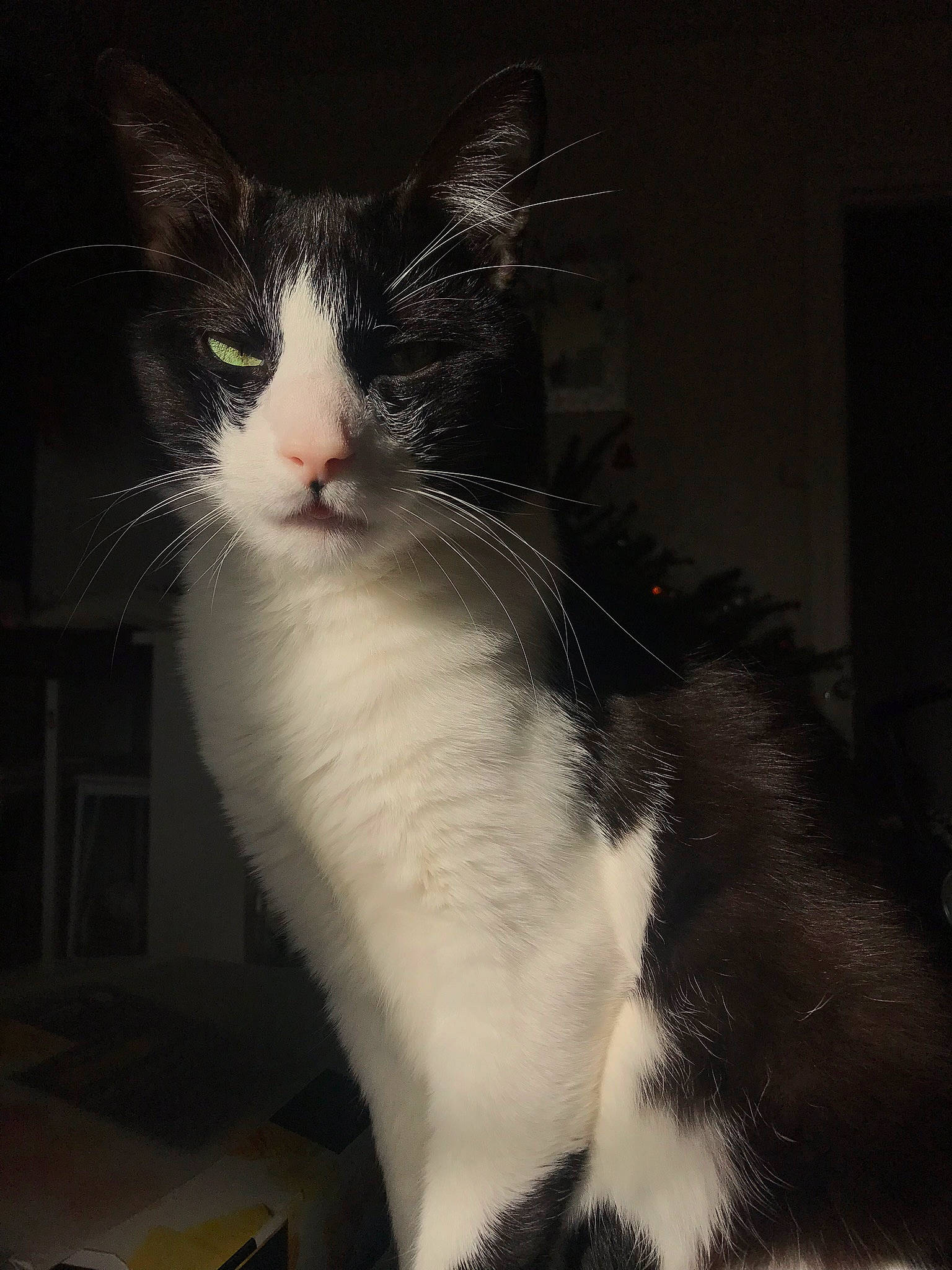 Vogue participe au concours pour gagner de l'argent avec cette photo : aegean_cat, american_wirehair, black_and_white, carnivore, cat, domestic_short_haired_cat, eye, felidae, fur, kitten, mammal, norwegian_forest_cat, polydactyl_cat, small_to_medium_sized_cats, snout, tail, turkish_van, whiskers