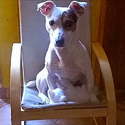 Igor participe au concours pour gagner de l'argent avec cette photo : dog, chair, indoor, pet, animal, wooden_chair, cushion, ears, brown, yellow, floor, home, seated, looking, alert, curious, portrait, light, shadow, cozy