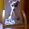 dog, chair, indoor, pet, animal, wooden_chair, cushion, ears, brown, yellow, floor, home, seated, looking, alert, curious, portrait, light, shadow, cozy
