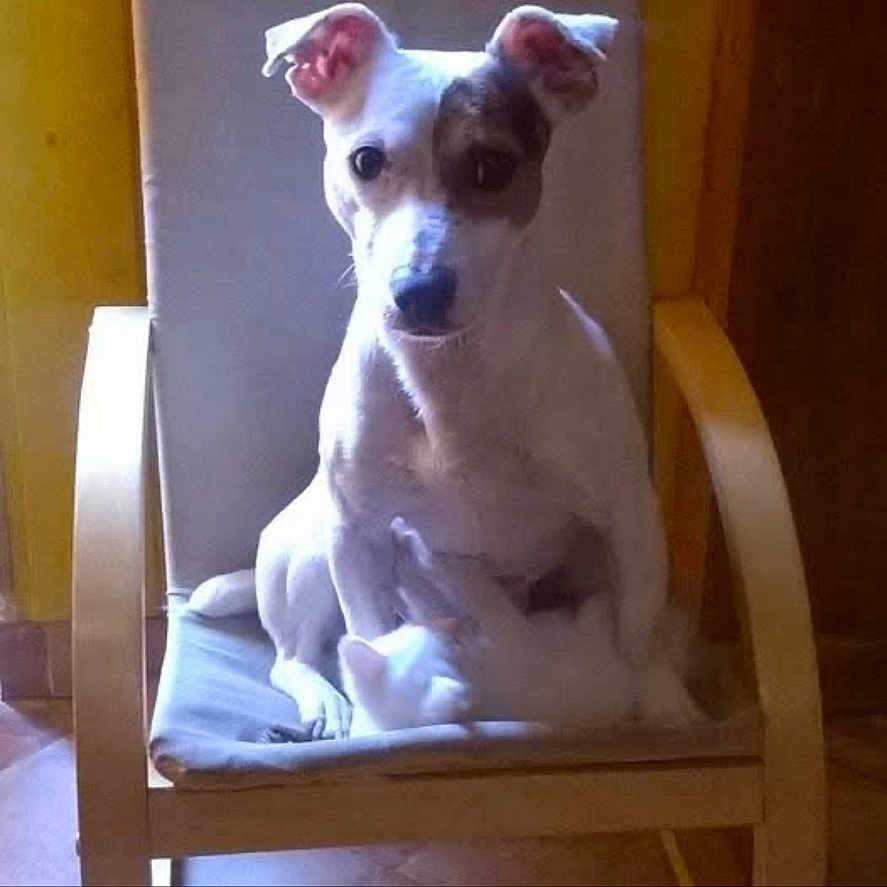 Igor