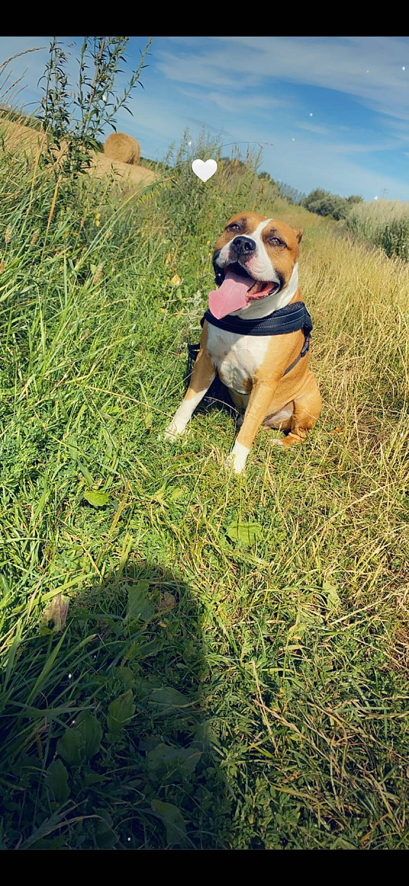 Loca participe au concours pour gagner de l'argent avec cette photo : art, ball, canidae, carnivore, companion_dog, dog, dog_breed, fawn, grass, grassland, groundcover, hound, landscape, molosser, people_in_nature, plant, prairie, sky, snout, sporting_group