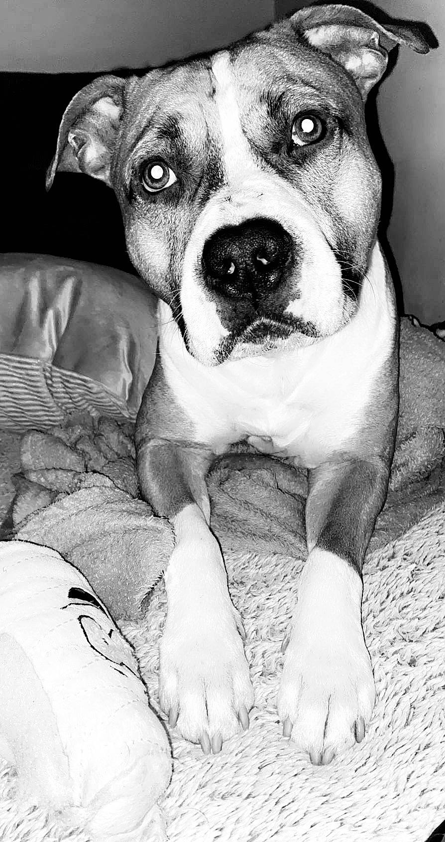 Loca participe au concours pour gagner de l'argent avec cette photo : art, black, black_and_white, carnivore, comfort, companion_dog, dog, dog_breed, flash_photography, mammal, monochrome, monochrome_photography, photograph, snout, sporting_group, stock_photography, style, whiskers, white, working_animal