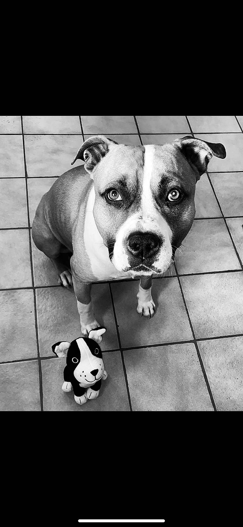 Loca a rejoint le concours — aidez-le/la à gagner de superbes lots ! ball, black, black_and_white, carnivore, collar, companion_dog, dog, dog_breed, dog_collar, football, head, monochrome, monochrome_photography, photograph, snout, soccer, style, whiskers, white, working_animal