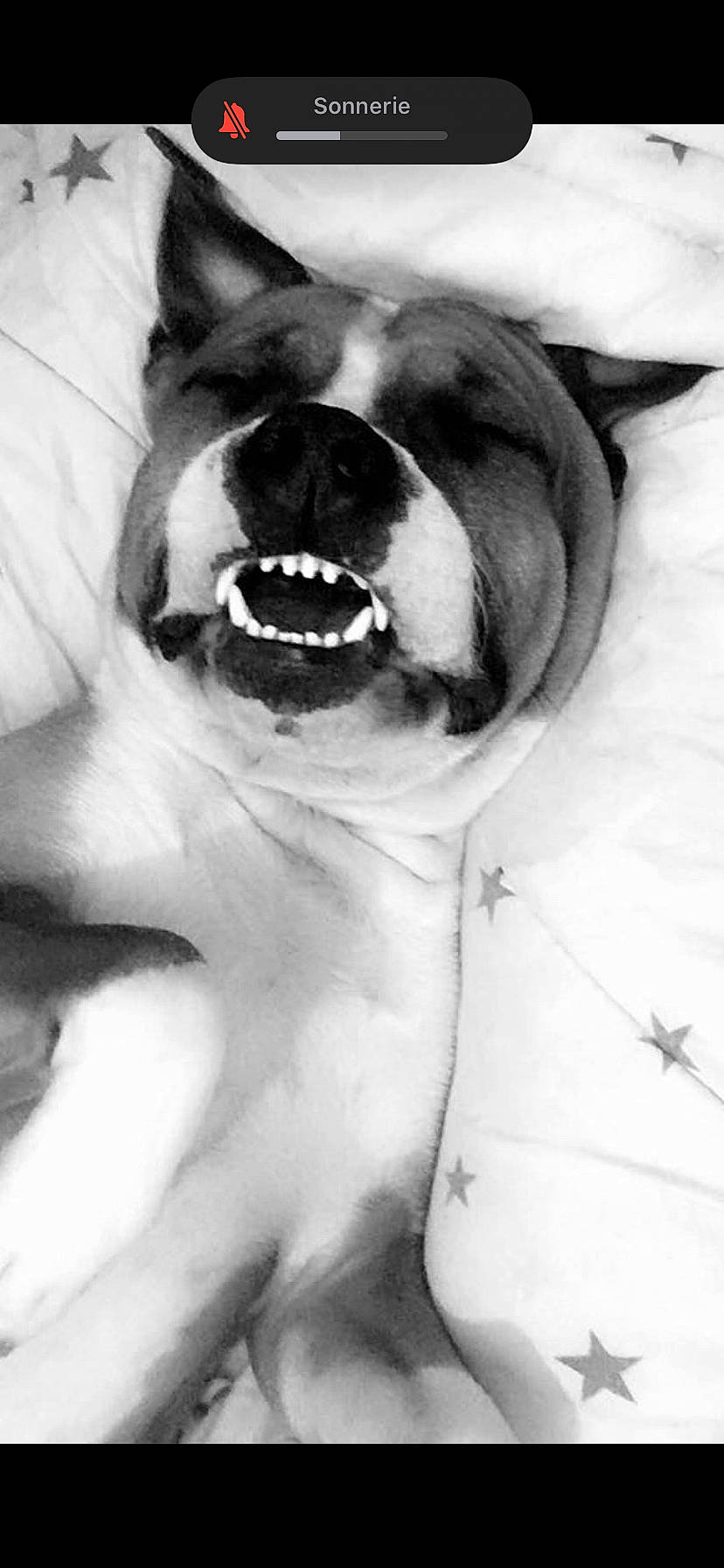 Loca a rejoint le concours — aidez-le/la à gagner de superbes lots ! art, black, black_and_white, carnivore, companion_dog, dog, dog_breed, ear, fang, felidae, fur, grey, jaw, monochrome, monochrome_photography, small_to_medium_sized_cats, snout, style, whiskers, working_animal