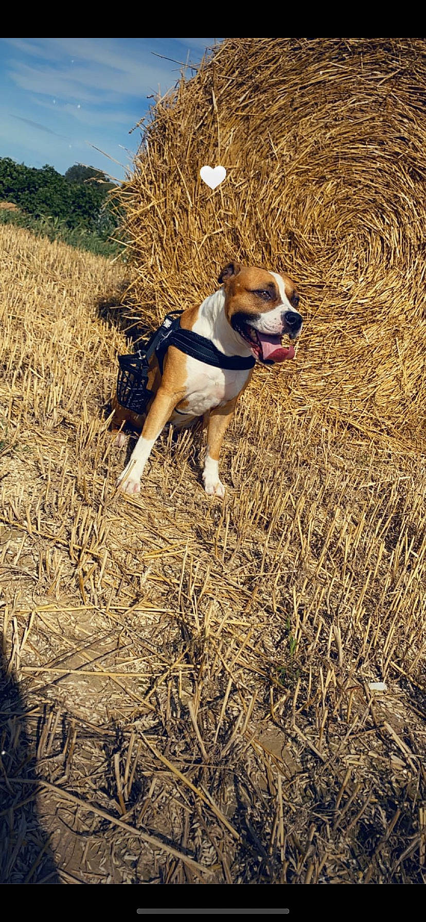 Loca a rejoint le concours — aidez-le/la à gagner de superbes lots ! agriculture, ball, carnivore, companion_dog, dog, dog_breed, fawn, grass, grass_family, grassland, happy, meadow, people_in_nature, plant, prairie, soil, sporting_group, sunglasses, sunlight, tail