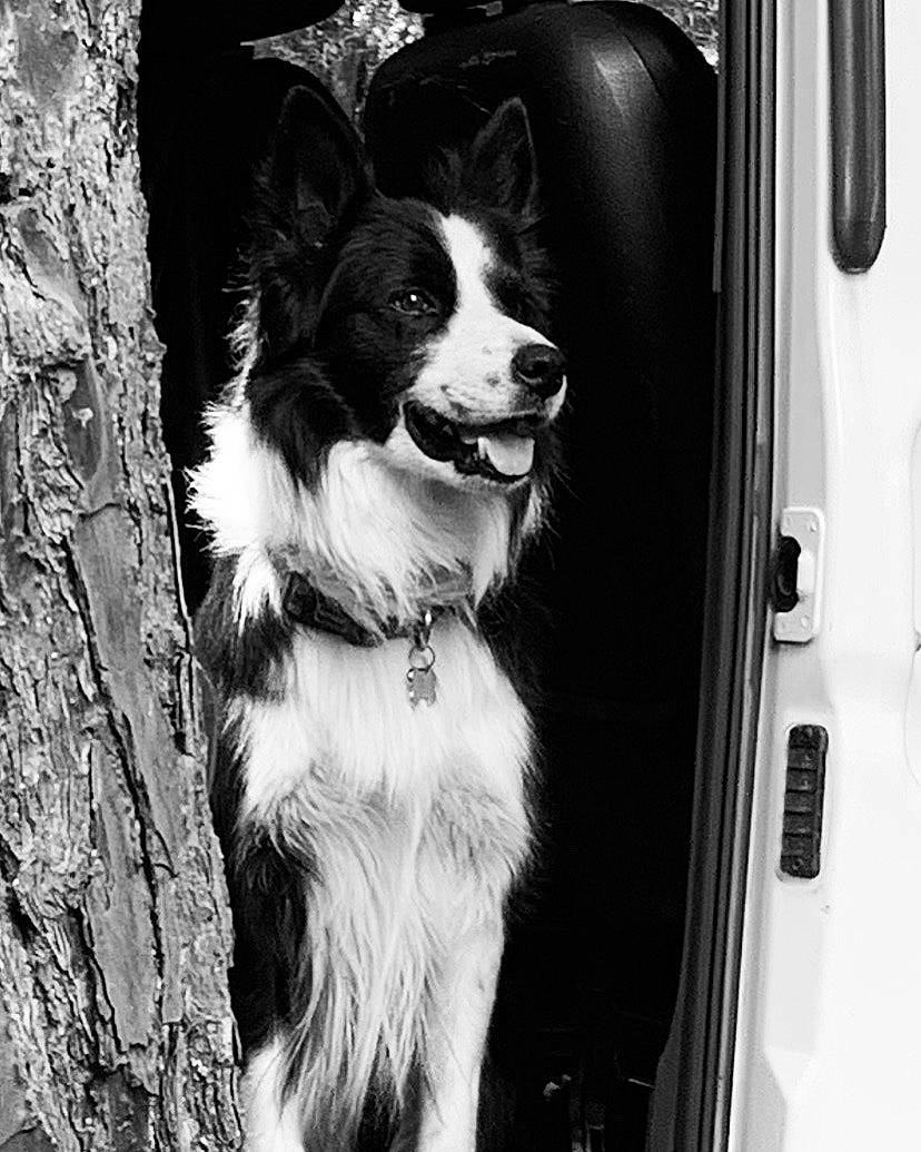 Junior participe au concours pour gagner de l'argent avec cette photo : automotive_exterior, automotive_lighting, automotive_tire, canidae, carnivore, collar, companion_dog, dog, dog_breed, dog_collar, door, fur, monochrome, monochrome_photography, snout, sporting_group, tints_and_shades, vehicle_door, whiskers, working_animal