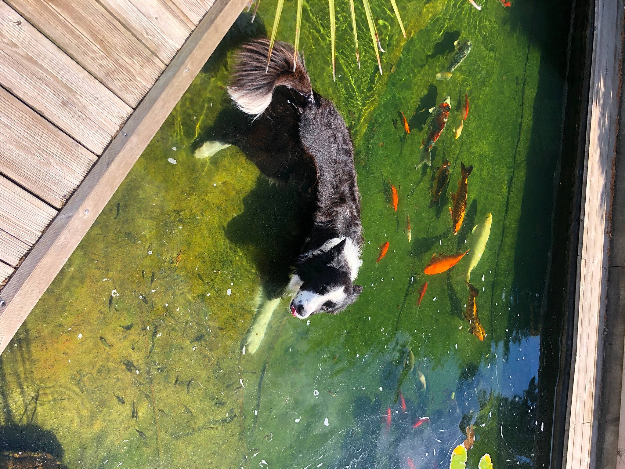 Junior participe au concours pour gagner de l'argent avec cette photo : art, beak, canidae, carnivore, dog_breed, extreme_sport, feather, felidae, fish, grass, leisure, paint, painting, small_to_medium_sized_cats, sporting_group, tail, water, wing, wood, world