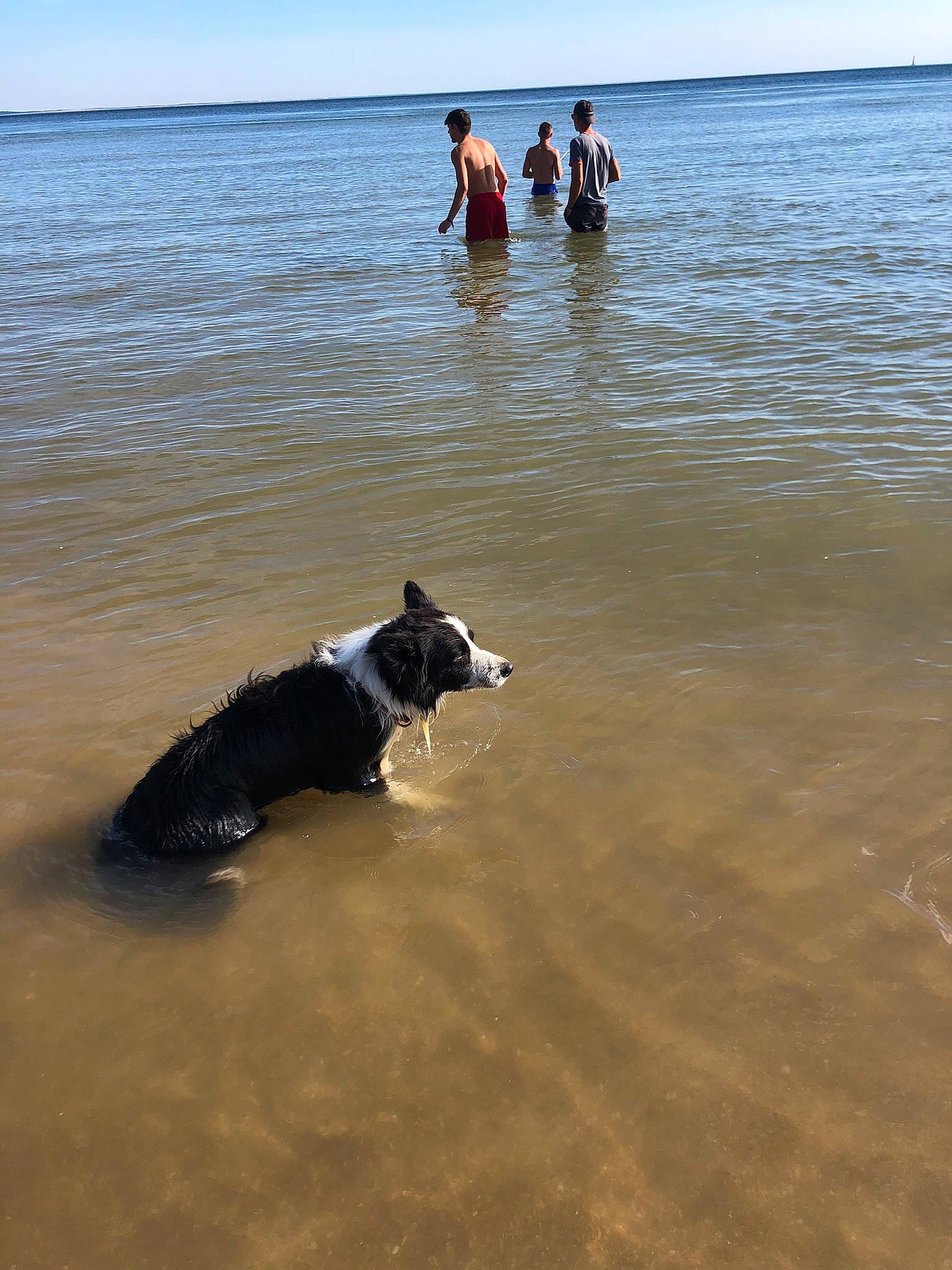 Junior a rejoint le concours — aidez-le/la à gagner de superbes lots ! beach, carnivore, coast, dog, dog_breed, fun, herding_dog, horizon, lake, ocean, people_on_beach, recreation, sand, shore, sky, sporting_group, vertebrate, water, wind_wave, working_animal