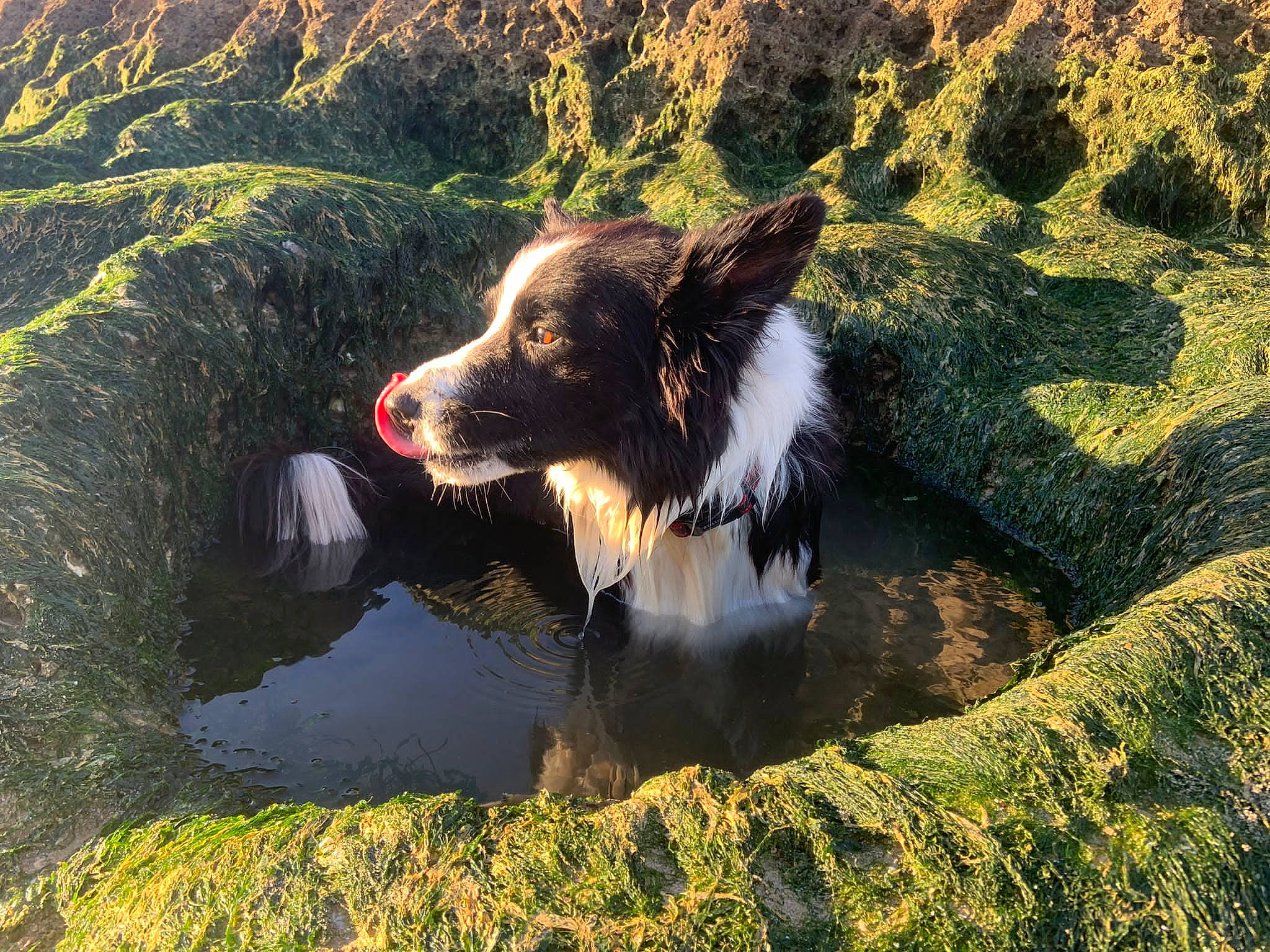 Junior participe au concours pour gagner de l'argent avec cette photo : adventure, border_collie, canidae, carnivore, companion_dog, dog, dog_breed, grass, herding_dog, hunting_dog, landscape, plant, snout, sporting_group, stream, water, whiskers, working_animal, working_dog